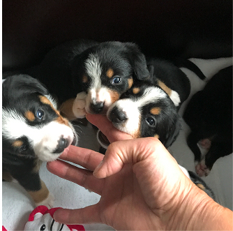 szczenieta-entlebucher-7